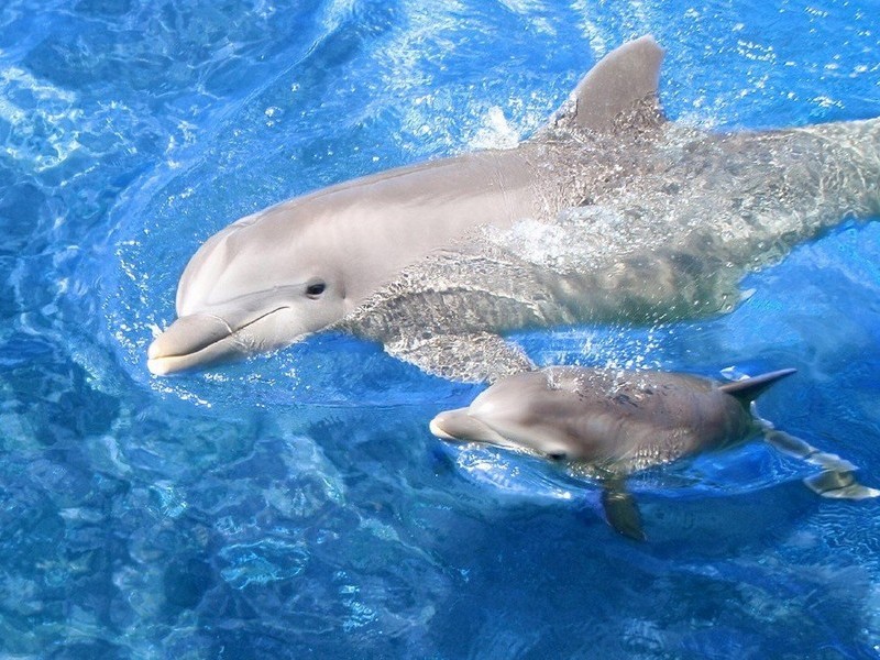 Дельфинье семейство